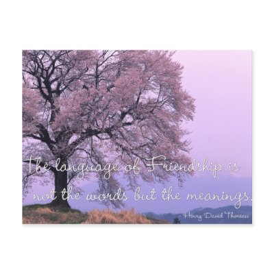 Friendship Quote 1 - Cherry Blossom Tree Postcards by mrssocolov2