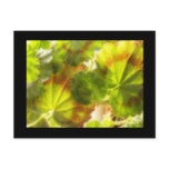 'Friesdorf' - Geranium leaves Postcards