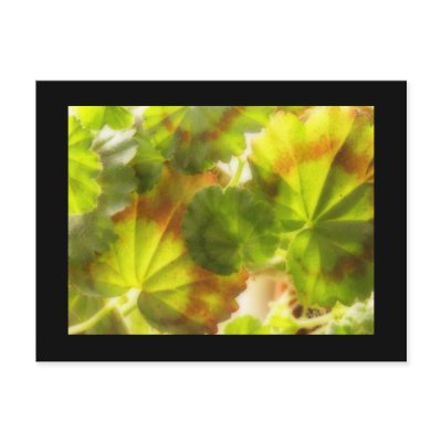 'Friesdorf' - Geranium leaves Postcards by sweden_otsi