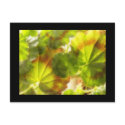 'Friesdorf' - Geranium leaves postcards