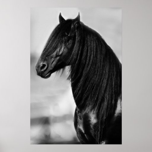 Friesian black stallion horse posters