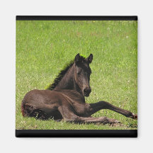 Friesian Foal magnets