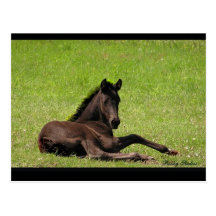 Friesian Foal Postcard