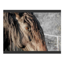 Friesian Horse Eye Post Card
