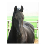 Friesian Horse Postcard