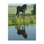 Friesian Horse Reflection in water