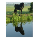 Friesian Horse Reflection in water Postcard