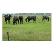 Friesian Horses in Green Meadow Small Photo Card Business Cards
