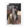 Friesian Mare Postcards
