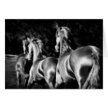 Friesian mares card