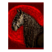 Friesian Portrait Post Card