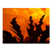 Frightful Nite Postcards