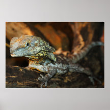 Frilled About It Poster