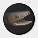 Frilled Shark Chlamydoselachus Anguineus Magnets