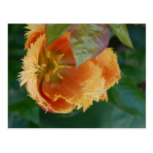 Frills Postcard