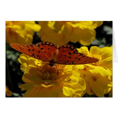Fritillary butterfly, Yellow Geraniums Cards by anglerwoman