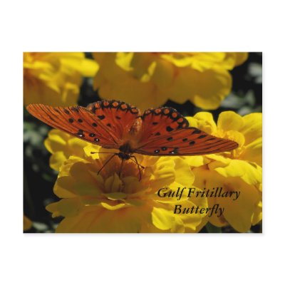 Fritillary butterfly, Yellow Geraniums Postcards by anglerwoman