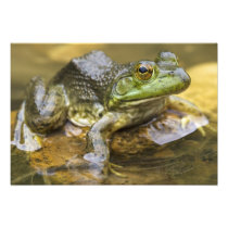 Frog along the Buffalo River, Mile 126 on the