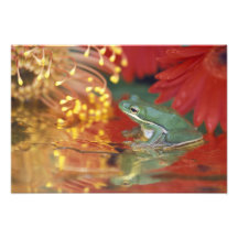 Frog and reflections among flowers. Credit as: Photo