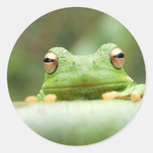 Frog Eyes Sticker