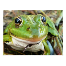 Frog Images Postcard