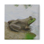 Frog in the Mud Magnets