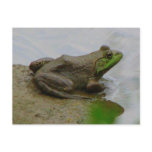 Frog in the Mud Postcards