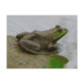 Frog in the Mud Postcards