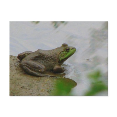 Frog in the Mud Post Cards by princessklb07