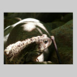 Frog in the woods posters