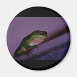 Frog Magnets