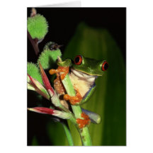 Frog notecards