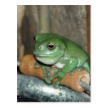 Frog on Bucket Postcards