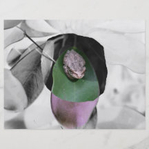 Frog on circle green leaf bw cutout flyer
