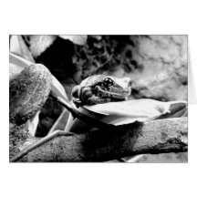 Frog on Leaf B+W Greeting Cards