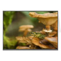 Frog on Mushrooms Cards