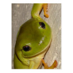 Frog on Wall Postcard
