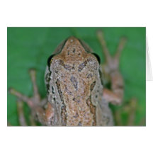 Frog Photo Greeting Card