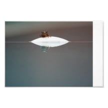 Frog Photo Print