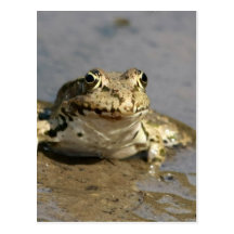 Frog Photograph Postcard