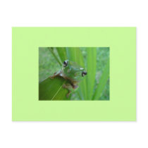 Frog Postcard
