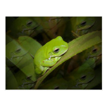 Frog Reflections Postcard