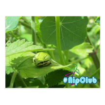 Frog sleeps on Catnip #Nipclub Post Card