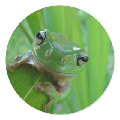Frog Stickers by naturenook