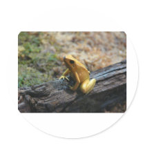 frog,strawberry dart frog round stickers