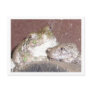 Froggie Friends Framed Greeting Card Post Card