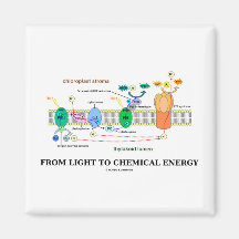 From Light To Chemical Energy (Photosynthesis) Magnets