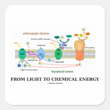 From Light To Chemical Energy (Photosynthesis) Square Stickers