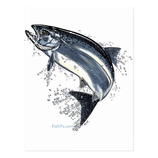 From the FreshWater Collection by FishTs.com Postcard