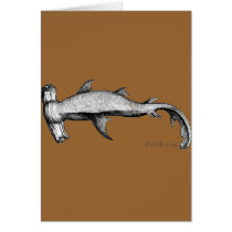 From the Sharks Collection
